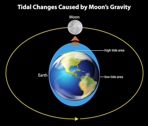 A diagram illustrating the gravitational pull of the moon on the Earth's oceans, showing the bulges that create high tides on both the near and far sides of the Earth.