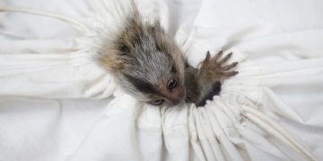 A Fascinante Verdade Sobre a Hibernação Animal: Como Sobrevivem ao Frio - Cover Image