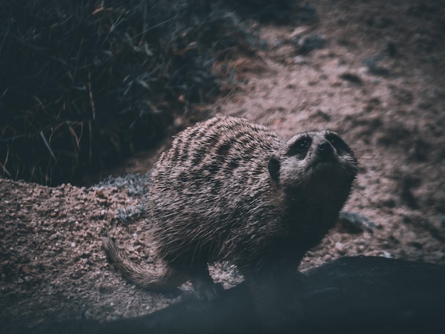A close-up, detailed view of a hibernating groundhog in its burrow, focusing on its reduced breathing rate and lowered body temperature, surrounded by a cozy nest of leaves and soil, with emphasis on the physiological adaptations that allow it to survive the winter.