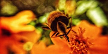 A Fascinante Vida das Abelhas: Desvendando a Organização Social - Cover Image
