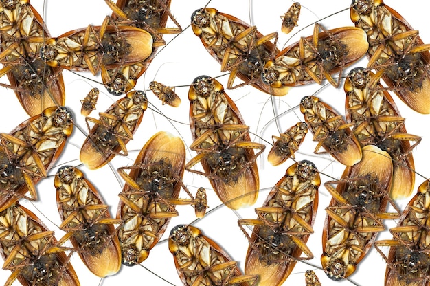 A detailed diagram illustrating the different castes within a bee colony: queen, worker, and drone. Each caste is depicted with distinct physical features and labeled with their respective roles and responsibilities.
