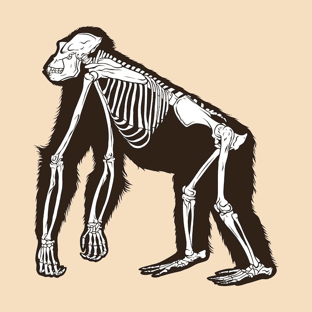 A detailed illustration comparing the skeletal structure of a chimpanzee, an early hominid, and a modern human, highlighting the evolutionary changes in posture and limb proportions.